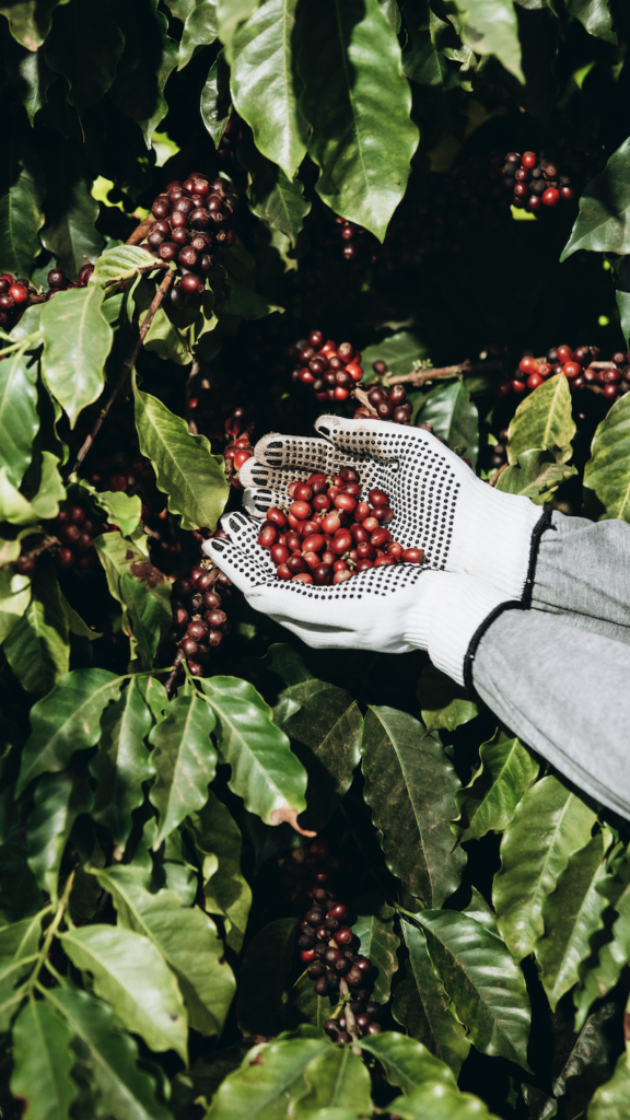 Ripe coffee cherries being picked to be processed for green coffee